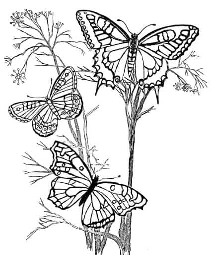Desenhos lindos de borboletas para colorir