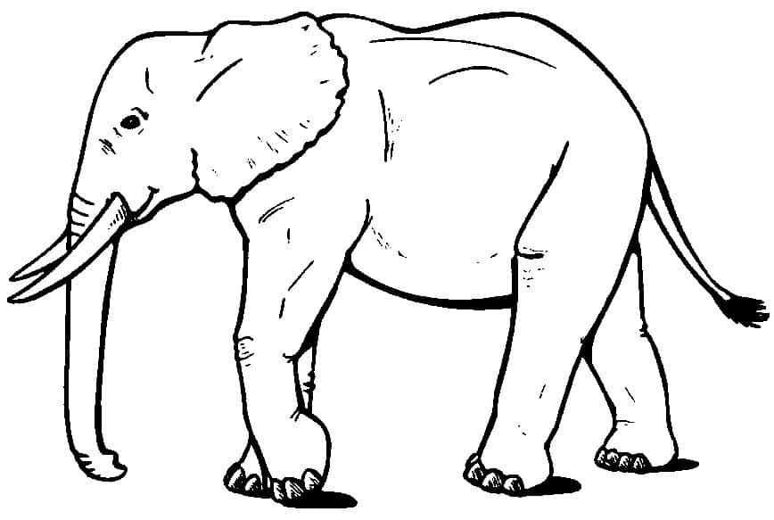 Desenhos de elefantes para colorir