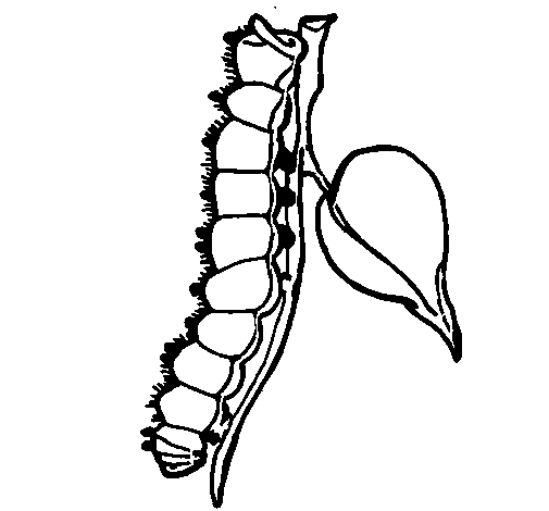 Desenhos de lagarta para colorir