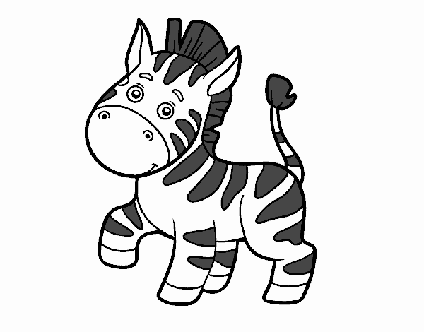 Zebra para colorir