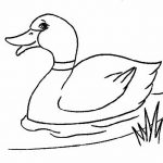 Desenhos de pato para imprimir e colorir