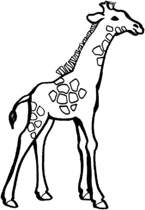 Girafa para colorir